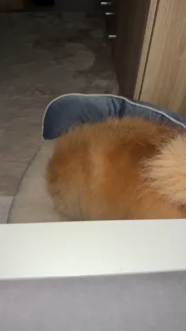 Routine 🥹#thepom #puppylife #simbathepom #simba #pomeranianpuppy #viral_video #fyp 