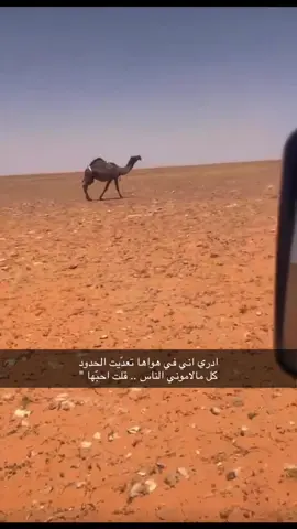 #اكسبلورexplore #اكسبلورexplore #حرش_العراقيب #الصياهد #المزاين #ترند ##