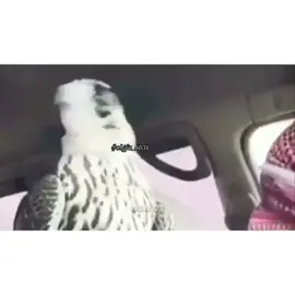 تكفى يا ممدوح مد الشوف يوم المطر ضيع الجرة مالك عذر برقعك مكشوف لولاك ما نقنص الحرة لا تلومني للزمان ظروف يوم ارفع الصوت واجرة البارحة كلمتني نوف  خلتني اصغر من الذرة تقول صار الغلا منصوف  بين اشقر الريش والدرة ما الومها لو لحقها خوف من كثر ما اغليك محترة #algfa_6b3k  #مجرد_ذووقツ  #explore 