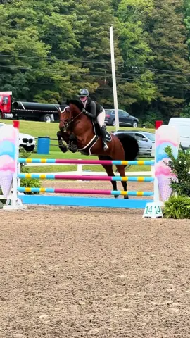 Cruzy Baby wins the 1.15m in Vermont today 🤩 So in love with this horse 🫶🏼 #fyp #equestrian #thewildwoodway #europeansporthorseimports #corneliusdesemilly 