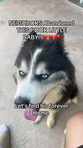 SOME ONE HELP US OUT !! This poor baby was left behind let’s find him a home please . It’s 100 degrees outside . I live in a 1 bedroom apartment and I can’t keep him inside. We can only do hypoallergenic animals but I don’t want to leave him outside. If anyone is interested. He’s very sweet and loyal and playful . He’s only 2 years old #huskysoftiktok #huskyrescue #rescuedog #helphim #rehome 