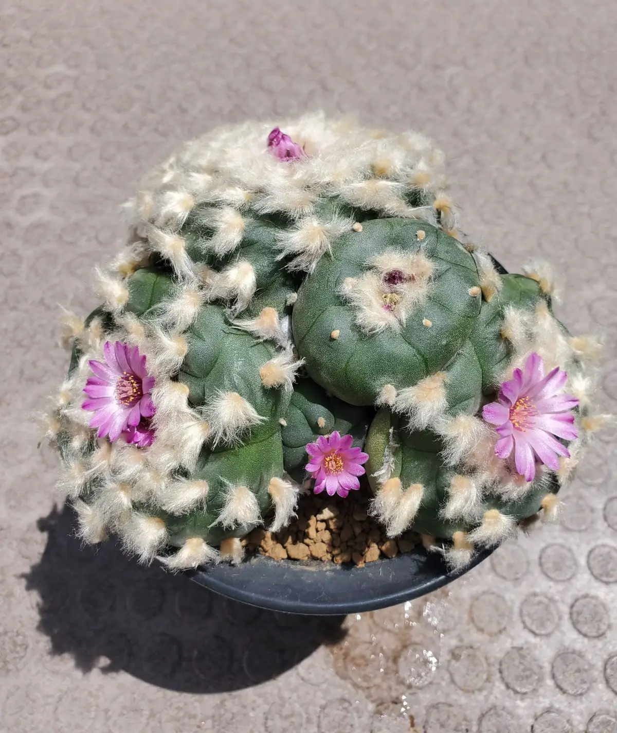 #lophophora #mescaline #peyote 