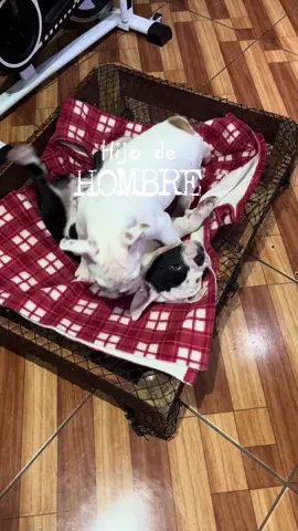 Mi gordo está orgulloso de todos sus cachorros 🥹❤️🐾 #CapCut  Hijo de hombre versión perruno 🩵🐼 #bulldog #osoelbulldog #osothebulldog #parati #fyp #bulldogtiktok #humor #doglover #perrostiktokers #perrotiktoker #perrosgraciosos #comedia #mascotas #englishbulldog #bulldogingles #bulldogsoftiktok #perrosadorables #bulldogpuppy #cachorros #trend #julietavenegas #limonysal #mascota #doglover #perrhijos #porquelotrajiste #limonysal #trend #tendencia #foryou #fyp #tinkerbell #disney #stitch #fantasmas #dameungrrr #perrogracioso #superman #isatkm #travesuras #decolorrosa #belinda #cachorros #yosiemprequiseunhermano #chavodel8 #disney #sinquererqueriendo #florindameza #los4fantasticos #avatar3 #hijodehombre #tarzan 
