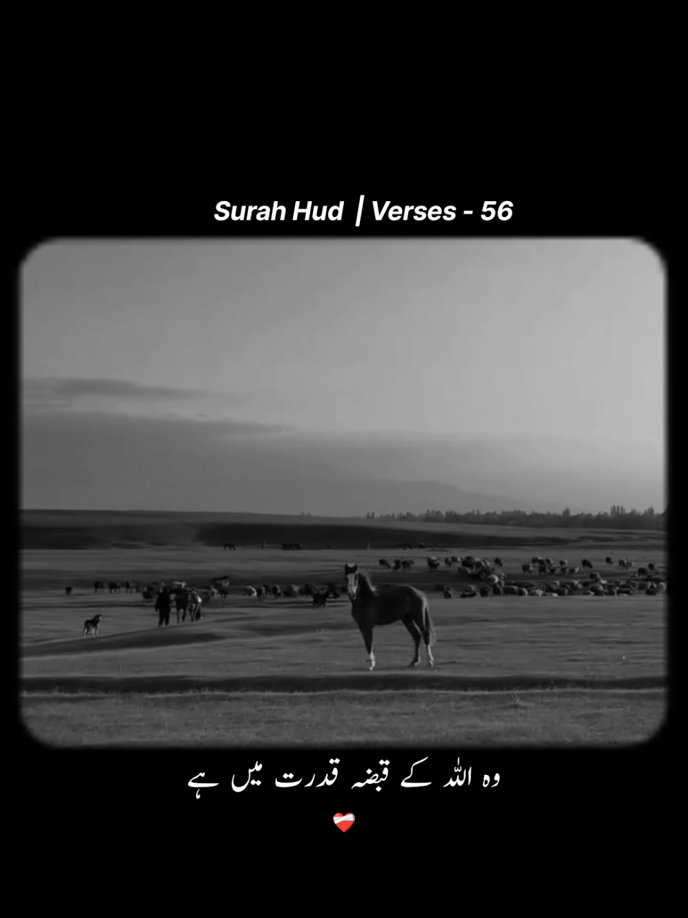Part 1 | Surah Hud 🖤🎧 Verses 56 #foryou #quran #qurantranslation #repost #viral #fyp #withranay_ #truedeen 