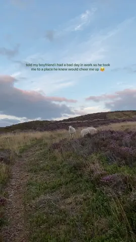 lucky girl <3 #Hiking#Outdoors#outside#northwales#evening#summerevening#sheep#Wales#eryri  