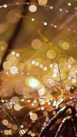 Relax to Rain for 1 Min. #sonicentric #tranquilstorms #rain