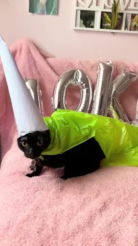 Ya somos 10k, el hechicero les agradece mucho por su apoyo, pidan su deseo  #gato #cat #gatostiktok #LIVEIncentiveProgram #LIVEStory #PaidPartnership 