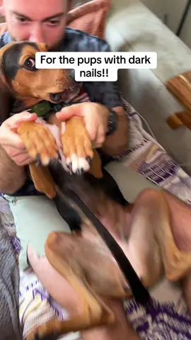 This dog nail trimmer and dremel combo has been awesome for maintaining our pup’s nails #dogparents #doghacks #dognailclipping 
