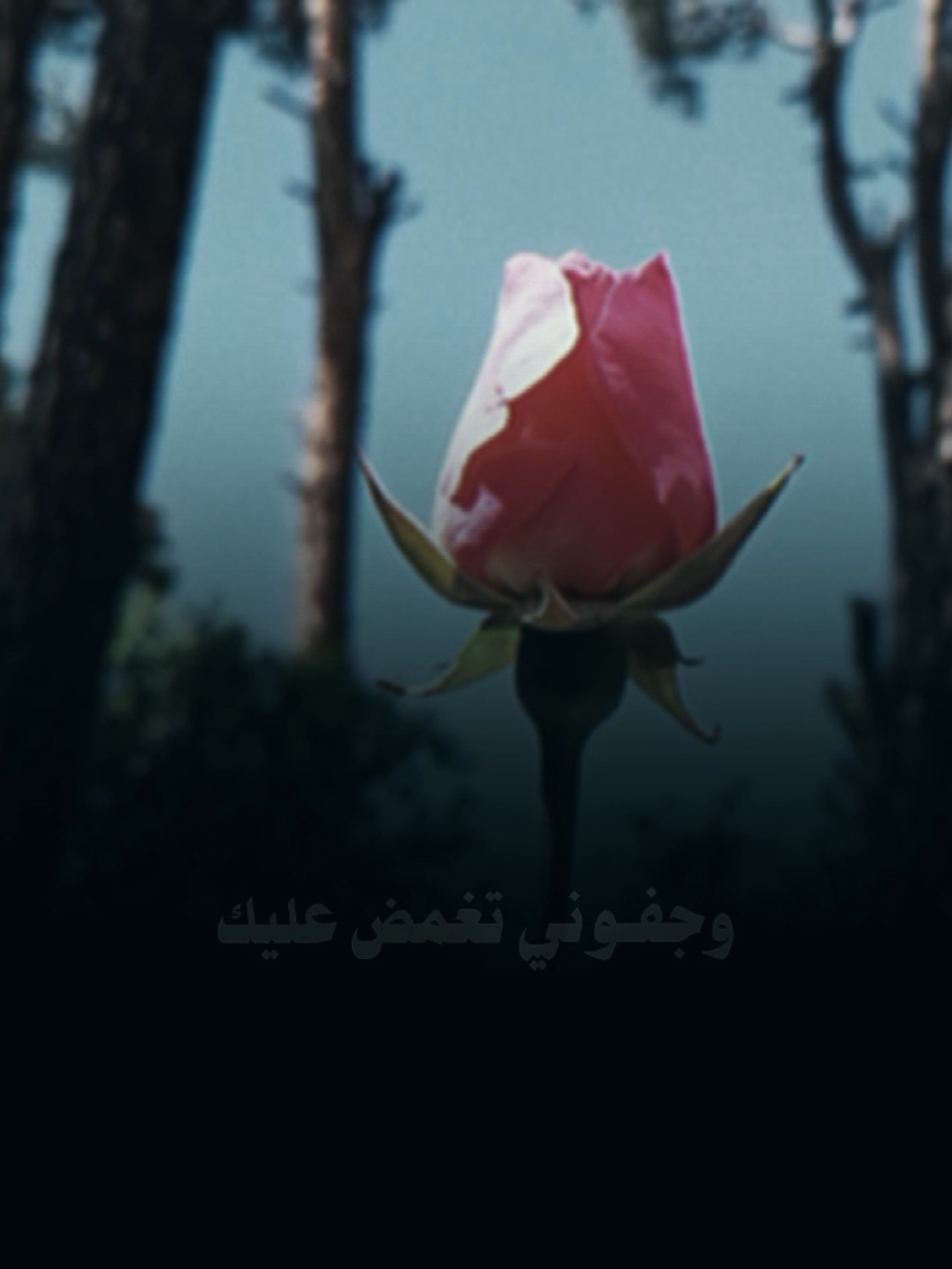 #اسكن_عيوني يالغلا ❤️✨ #راشد_الماجد #منشن #viral #lavendr81  #عباراتكم_الفخمه📿📌 #CapCut 