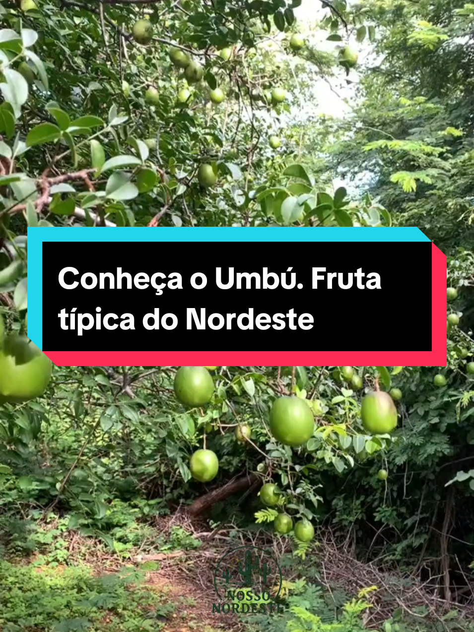 Conheça o #Umbu. Fruta típica do Nordeste 