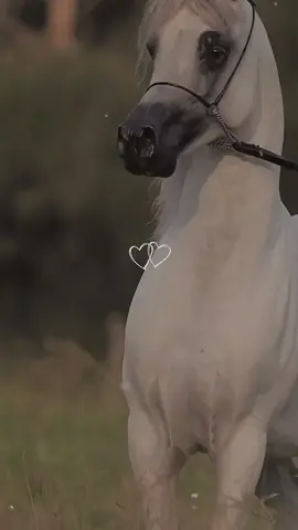 #CapCut #عشق_الخيل_ادمان🐎❤️ #قوالب_كاب_كات #تصميمي #تصميم #ستوريات #قصيد #شعر #خيل_فخمه #حصان_عربي_أصيل #خيل_وخياله🐎 #صهيل_الخيل_ 