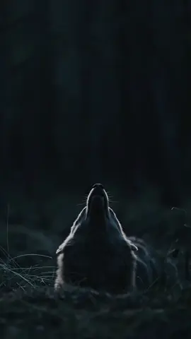 Der Ruf ohne Laut Er hebt den Kopf in die Dunkelheit – doch kein Ton verlässt seinen Körper. Nur die Bewegung. Nur das Wissen: Jemand ist dort draußen. Und das Schweigen antwortet. #nightwolf   #silenthowl   #northernforest   #portraitwildlife   #intothewild   #moonlightanimals   #whenstillnessspeaks  