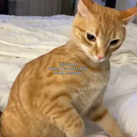 phrases cat #cat #loveyou #phrases #meme #fyp 