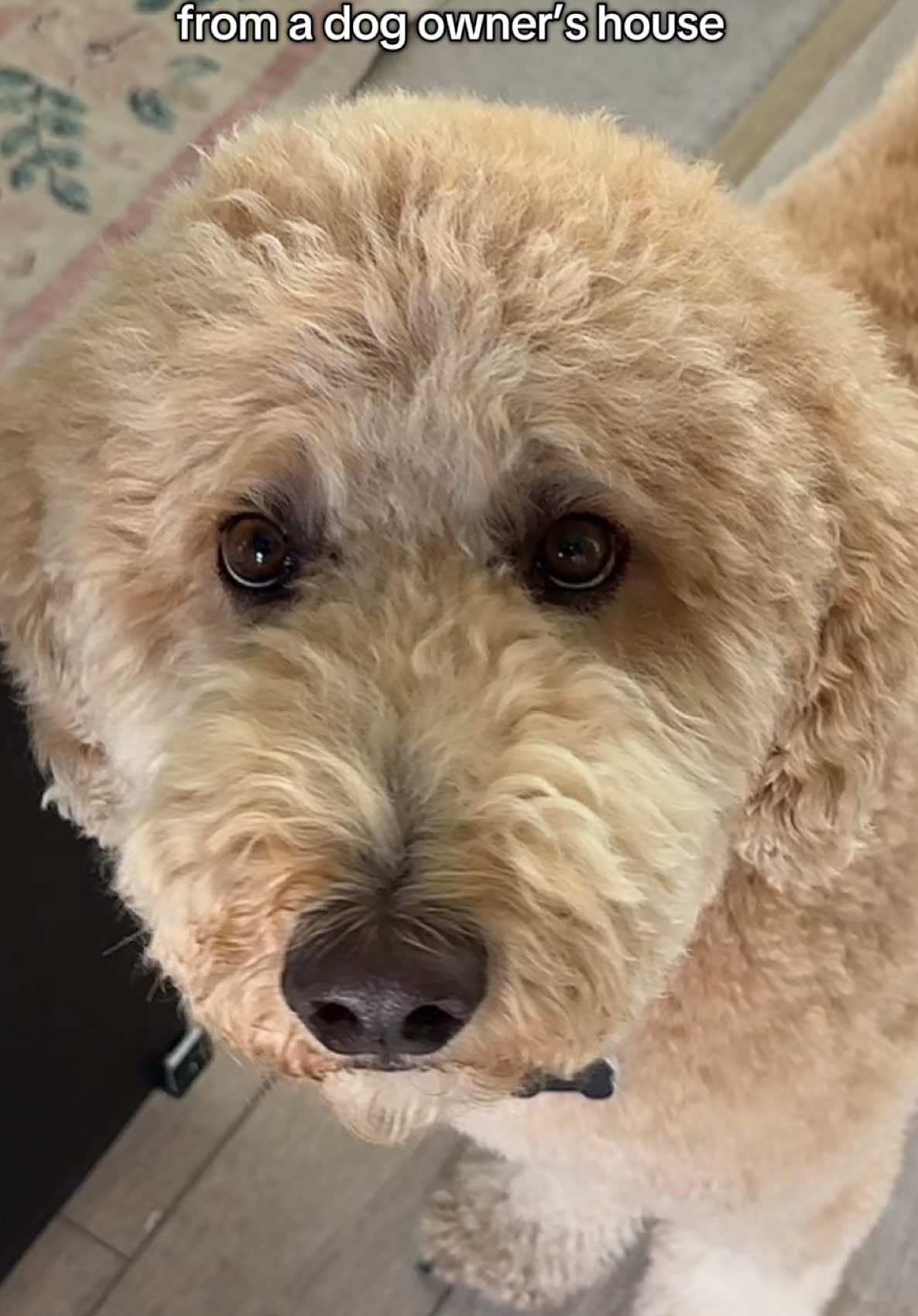Oliver left him a little present #dogsoftiktok #dogs #dogcomedy #relatable #dogowners 