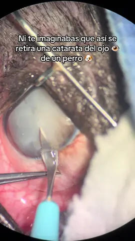 Ig:dr.julianlozano oftalmólogo veterinario en Monterrey  #veterinariooftalmologo#veterinaria #mascotas #cataratas#oftalmologiaveterinaria #cirugiadecatarata #consultaveterinaria #medicoveterinario  #oftalmologoveterinario #mascotasciegas #tutoresdemascotas #mascotasenfermas #tips #consultaveterinaria #ceguera #medsforpets #oftalmeds #mexico #monterrey