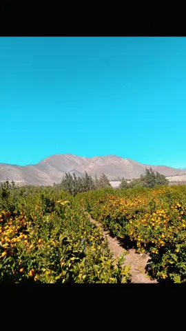 #podadenaranja🍊 #agricola #yotrabajo #temporero #mandarinas🍊 #mandarinas