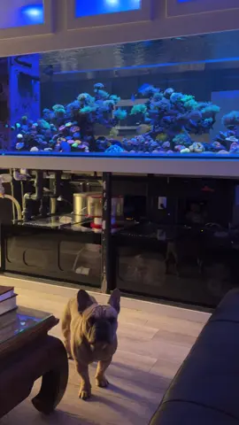 View from the couch. The new tank is lookin mighty sexy!!! 😍 #coralofinstagram #reeftanksofinstagram #trending 