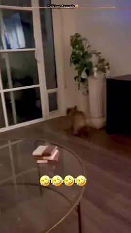 “Funny Talking Pets Compilation” #funnyvideos #animalsoftiktok #voiceover #dogsoftiktok #catsoftiktok #PetsOfTikTok 