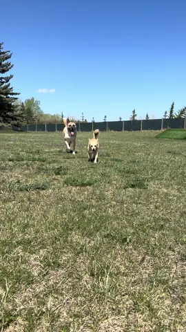 #summerdogs #dogsoftiktok #funnymoments 