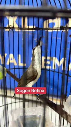 Sogon betina gacor #sogon #sogongacor #sogonbetina #sogonsulawesi #kicaumania