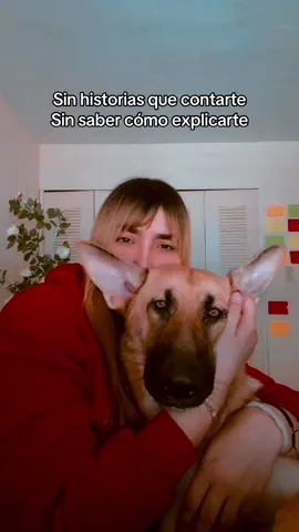 Que rápido creciste mi AKIRA ARTEMIS ⚡️ para mi aún sigues siendo mi bebé 🧸✨🐕 #fyp #germanshepherd #parati #fy 