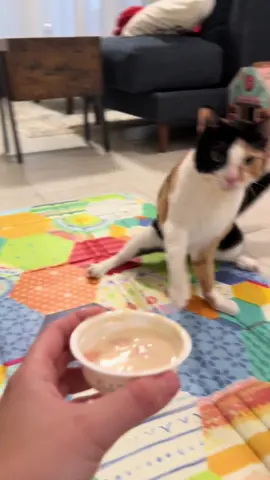 She cant contain her excitement #wobblycat #cerebellarhypoplasia #cat #cats #catsoftiktok 