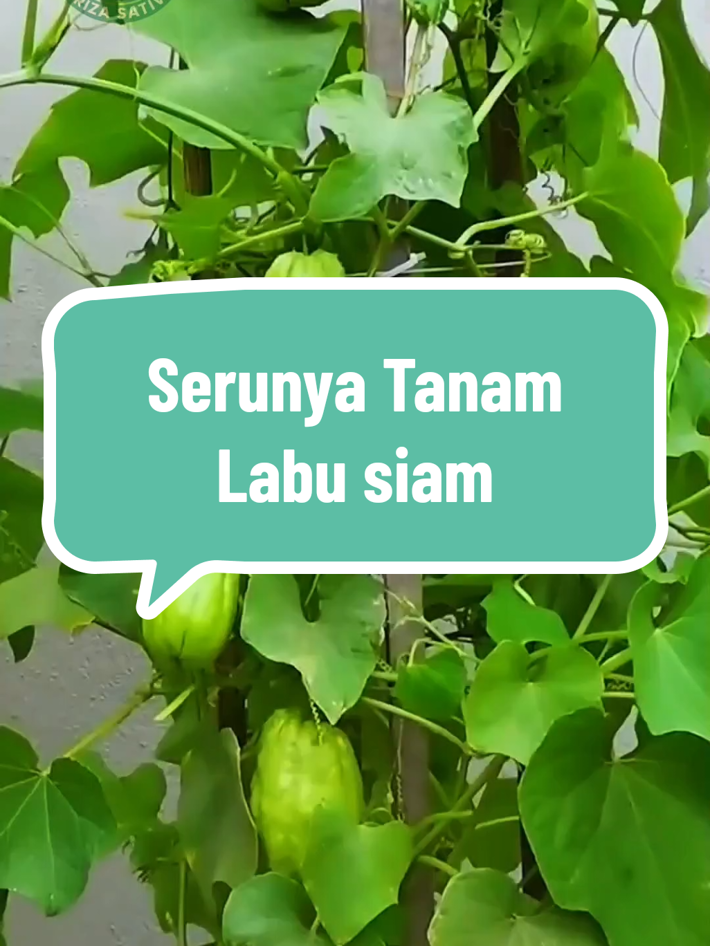 Serunya Menanam Labu Siam di Pot Ember, Panen Sendiri di Rumah! #LabuSiamRumahan #KebunDiRumah #TanamDiEmber #PanenSendiri #UrbanFarmingAsik 