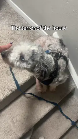 I let TikTok choose a sound for everyone in the house, but I put it in one video 😎 #lettiktokpickasong #fypシ #fyppppppppppppppppppppppp #viral 