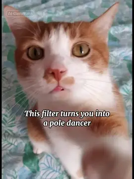 #wtf #tiktokpets #cats