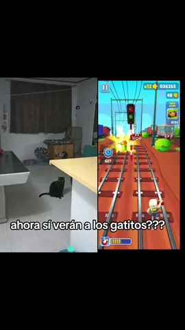 sacando TikToks como tortillas 🗣️🗣️🗣️ . . . . . . #iaopastel #miaumiau🐈 #miau #funny #gatos #migatoesunnahual #Viral #parati #fyp 