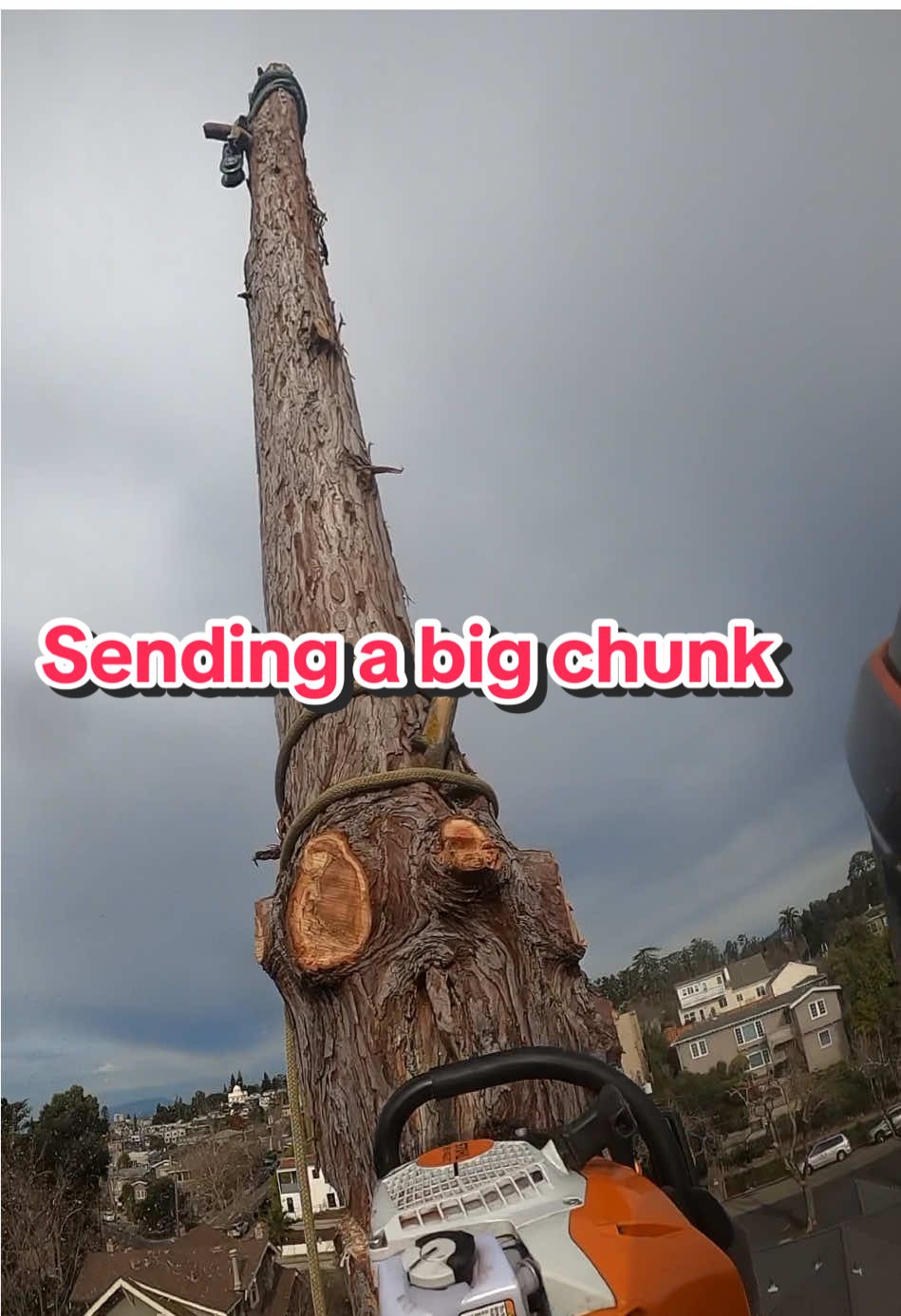 Redwood removal 💪🏽