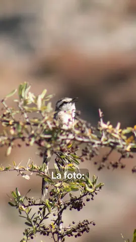 Mi amorcito haciendo unas pics @sofis  #photography #nature #fotografiadenaturaleza #fyp #foryoupage 