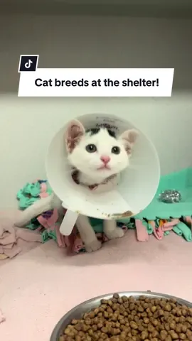 Which luxurious purebred are you adopting for International Cat Day tomorrow? 👑🐱 #sheltercat #purebreds #adopt #adoptacat #cutekitten 