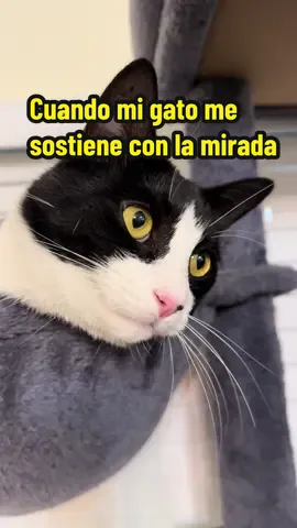 Cuando la tristeza me visita, no busco palabras ni consuelo. Solo cruzo miradas con mi gato.#gato #triste #mascotas #amorgatuno #cats #gatitos #losgatos #amordegato #Gatolovers #cat#migato #migatoyyo 