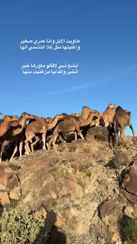 م شاءالله تبارك الرحمن 🤍.#ماشاءالله_تبارك_الله_اذكروا_الله #اكسبلور #نياق🐪 #حمرالدنانير #عوادي #الهاشتاقات_للشيوخ❤️‍🔥 #لايك__explore___ 