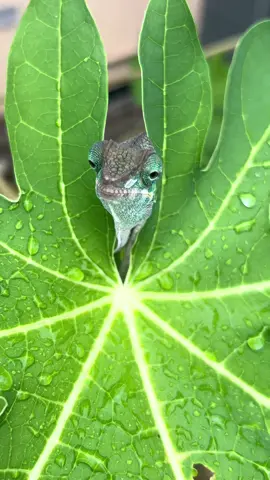 Little something in your nose buddy #lizard #chameleon #foryou #fyp