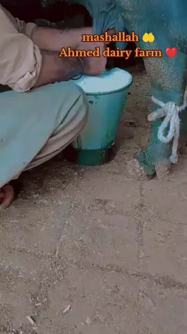 mashallah 🤲 Ahmed dairy farm 🐃❤️#foryoupage #videoviral #❤️❤️❤️❤️❤️❤️❤️ 