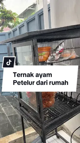 Ini dia solusi yang gak pingin bau dan takut lalat namun tetap bisa bertenak ayam petelur dari rumah. 