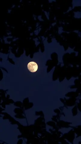 #luna #paratiiiiiiiiiiiiiiiiiiiiiiiiiiiiiii #luna #foryou 