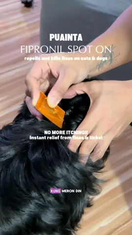 Maintenance na talaga dapat yung ganito #puainta #fipronilspotonsolution #antitickandflea #tickandfleastreatment 