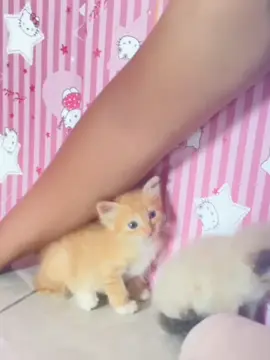 Meong