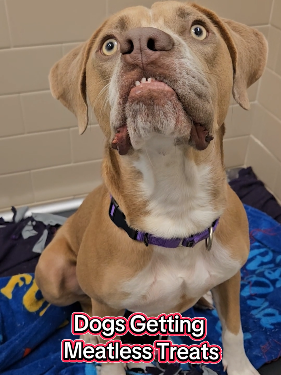They really aren't too picky, but who's going to pick them? #fyp #shelterdog #southpark #adoptme #comedy 