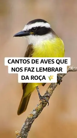 Cantos de aves que nos fazem lembrar da roça  #birds #passaros #aves #birdvideos 