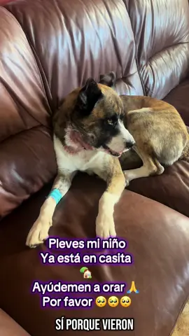 #olebrandselect #fentysuperbrandday #LIVEIncentiveProgram #LIVERewards #parati🇲🇽Hugo está malito 🥺🥺