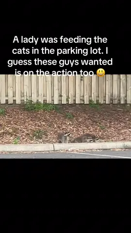A lady was feeding the cats in the parking lot. These guys decided to join in too 