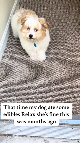 Edibles#puppy#GiaGia#dog#Mom#Never again my girl almost gave me a heart attack 