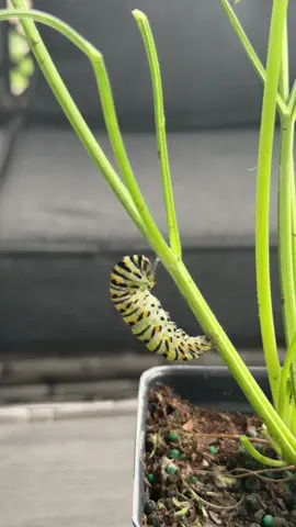 #swallowtail #butterfly #butterflies #swallowtailbutterfly #nature #macro #insects #insect #wildlife #naturephotography #lepidoptera #handmade #caterpillar #butterflygarden #customshapes  #butterfliesofinstagram #monarch #butterflyphotography #chrysalis