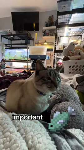 This needed to be said #Minecraft #minecraftcat #cat #catsoftiktok #meow #siamese #funnycat #fyp 