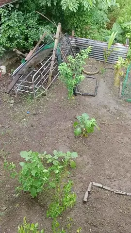 back yard garden vegetables  #LIVEIncentiveProgram #LIVEStory #PaidPartnership  @unknownn @Marissa D. Bautista @Jestine Deferia @Rafflexia Zeuqirne 🧿 @deferiaced 