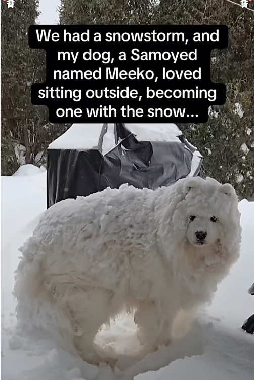 Winter for Dogs 🐶🤣🥰🤪#dog #dogsoftiktok #doglover #dogpersonality #petcomedy #foryou #fyp #foryoupage #usa 